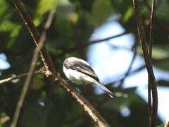 Pericrocotus divaricatus