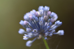 Allium caesium