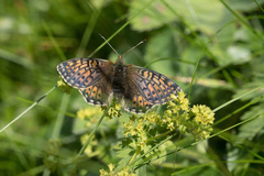 Boloria napaea