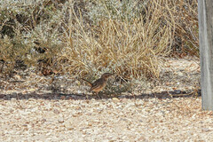 Calamanthus campestris