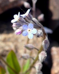 Myosotis