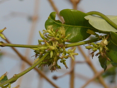 Cryptolepis buchananii