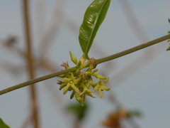 Cryptolepis buchananii