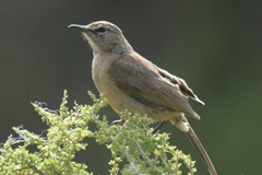 Cercotrichas coryphoeus
