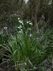 Leucojum aestivum aestivum