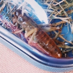 Gryllodes sigillatus