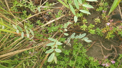 Gueldenstaedtia verna