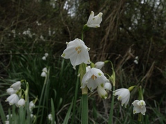 Leucojum aestivum aestivum
