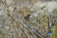 Calamanthus campestris