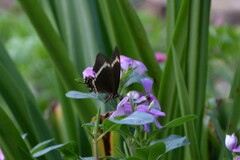 Papilio fuscus