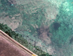 Bathytoshia brevicaudata