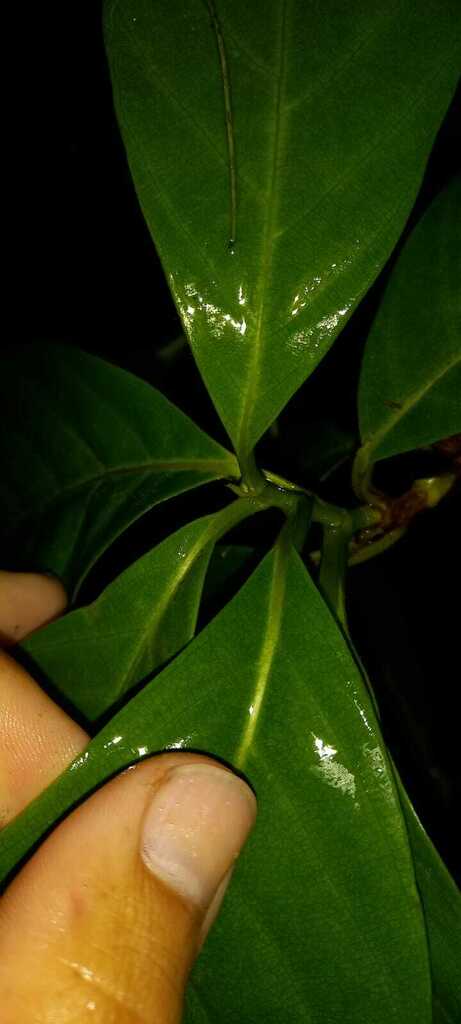 Doliocarpus schottianus