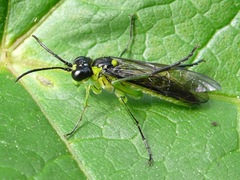 Tenthredo mesomela