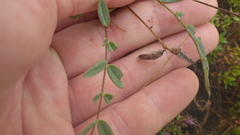 Gueldenstaedtia verna