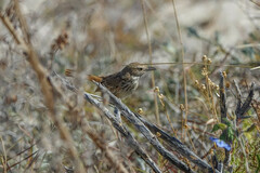 Calamanthus campestris
