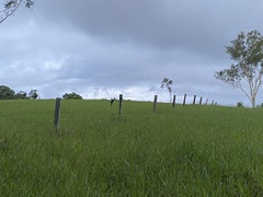 Pteropus conspicillatus