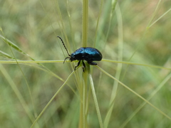 Arsipoda chrysis