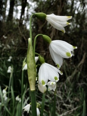 Leucojum aestivum aestivum