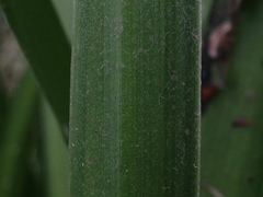 Leucojum aestivum aestivum