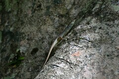 Emoia aneityumensis