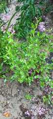 Symphyopappus casarettoi
