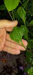 Symphyopappus casarettoi