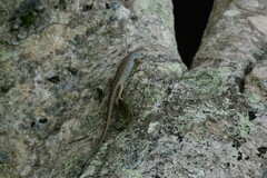 Emoia aneityumensis