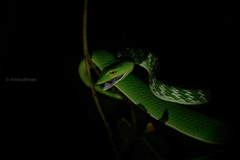 Ahaetulla malabarica