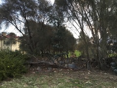 Allocasuarina verticillata