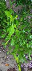 Symphyopappus casarettoi
