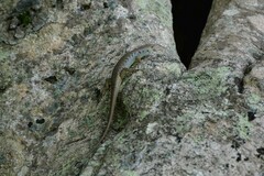 Emoia aneityumensis