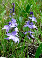 Veronica satureiifolia