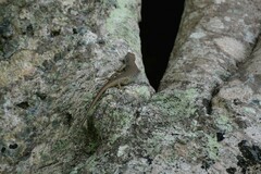 Emoia aneityumensis