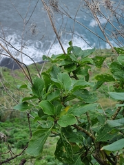 Sinapidendron gymnocalyx