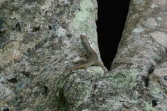 Emoia aneityumensis