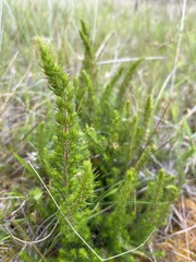Erica lusitanica