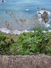 Sinapidendron gymnocalyx