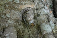 Emoia cyanura