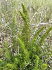 Erica lusitanica