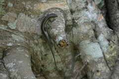 Emoia cyanura