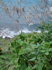 Sinapidendron gymnocalyx