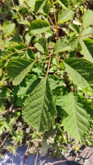 Handroanthus chrysanthus