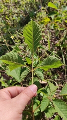 Handroanthus chrysanthus