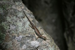 Emoia aneityumensis