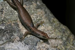 Emoia aneityumensis
