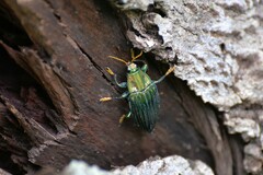 Chrysochroinae