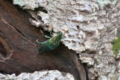 Chrysochroinae