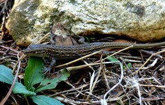 Psammodromus edwarsianus
