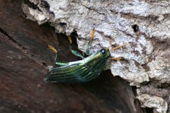 Chrysochroinae