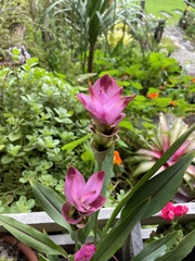 Curcuma